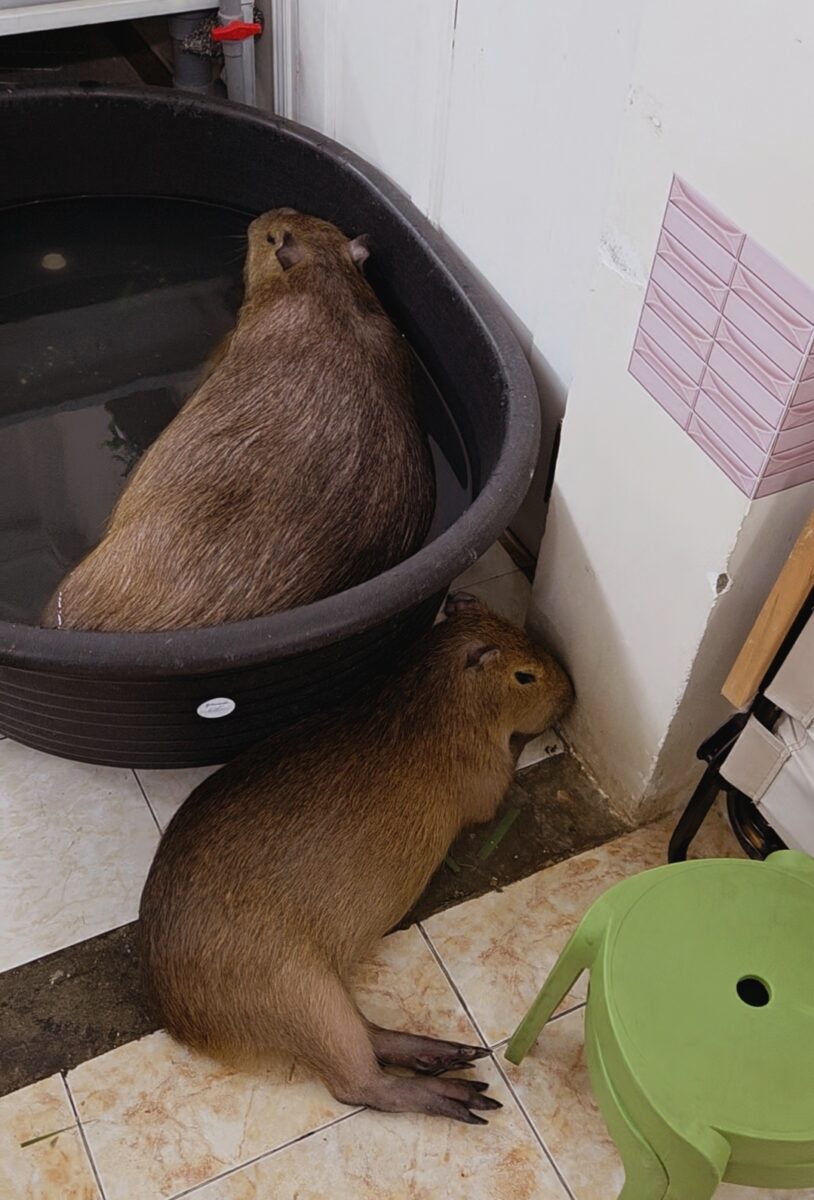 더운실내에 지친 카피바라들