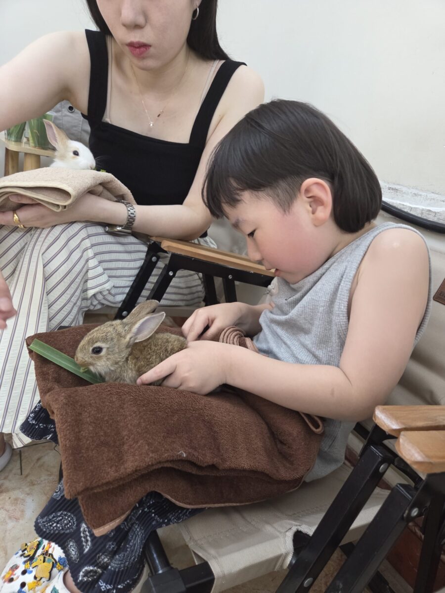 어린이 무릎 위에 얌전히 앉아있는 아기 기니피그 사육 프로그램